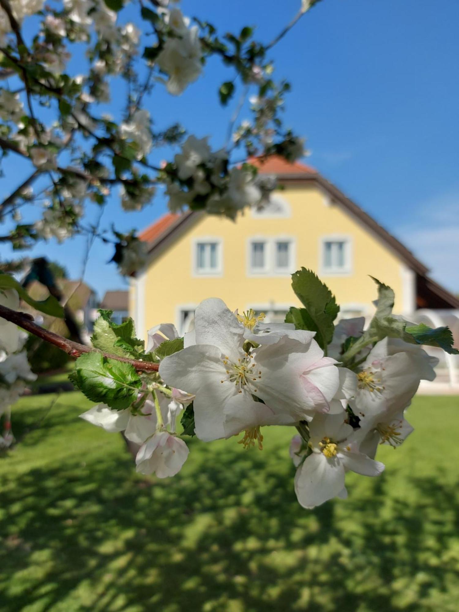 ホテル Gaestehaus Familie Trachsler Rohrendorf bei Krems エクステリア 写真