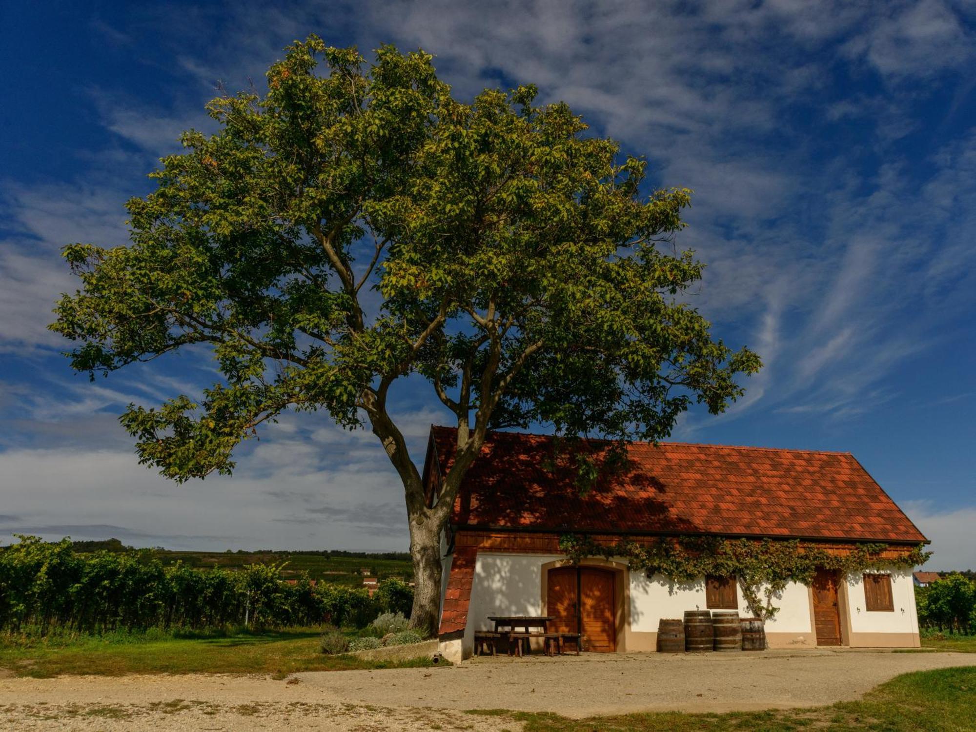 ホテル Gaestehaus Familie Trachsler Rohrendorf bei Krems エクステリア 写真