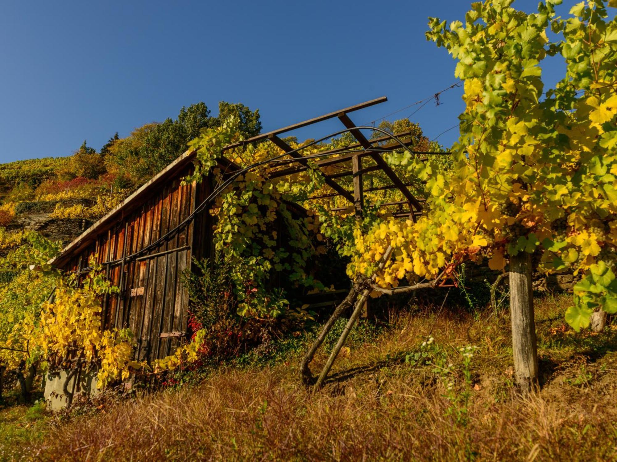 ホテル Gaestehaus Familie Trachsler Rohrendorf bei Krems エクステリア 写真